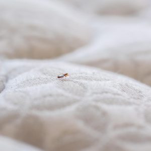 Zoom sur les méthodes d’éradication des puces de lit