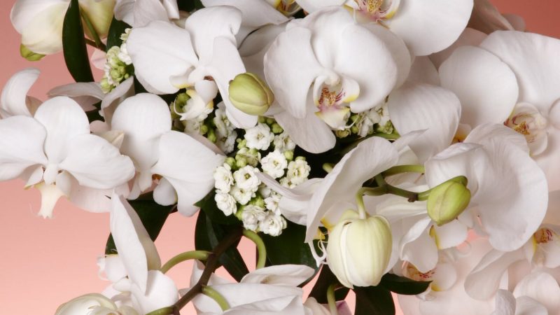 Tailler les orchidees (Phalaenopsis): comment et quand le faire ?
