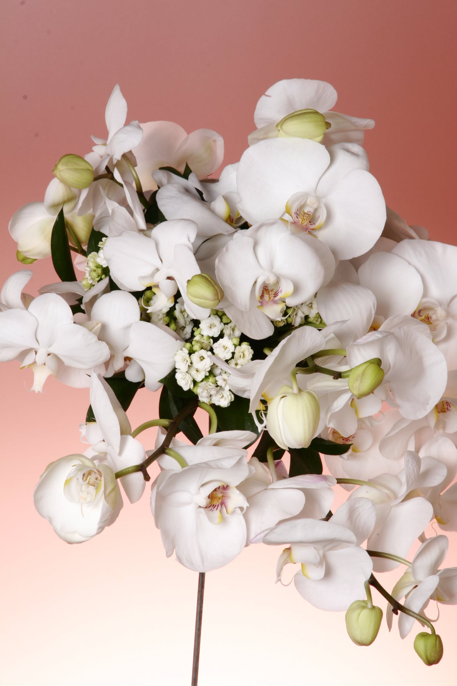 Tailler les orchidees (Phalaenopsis): comment et quand le faire ?