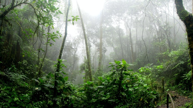 Les espèces de reptiles dans la jungle