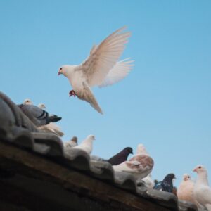 À quel moment et pourquoi recourir à une société de dépigeonnage ?