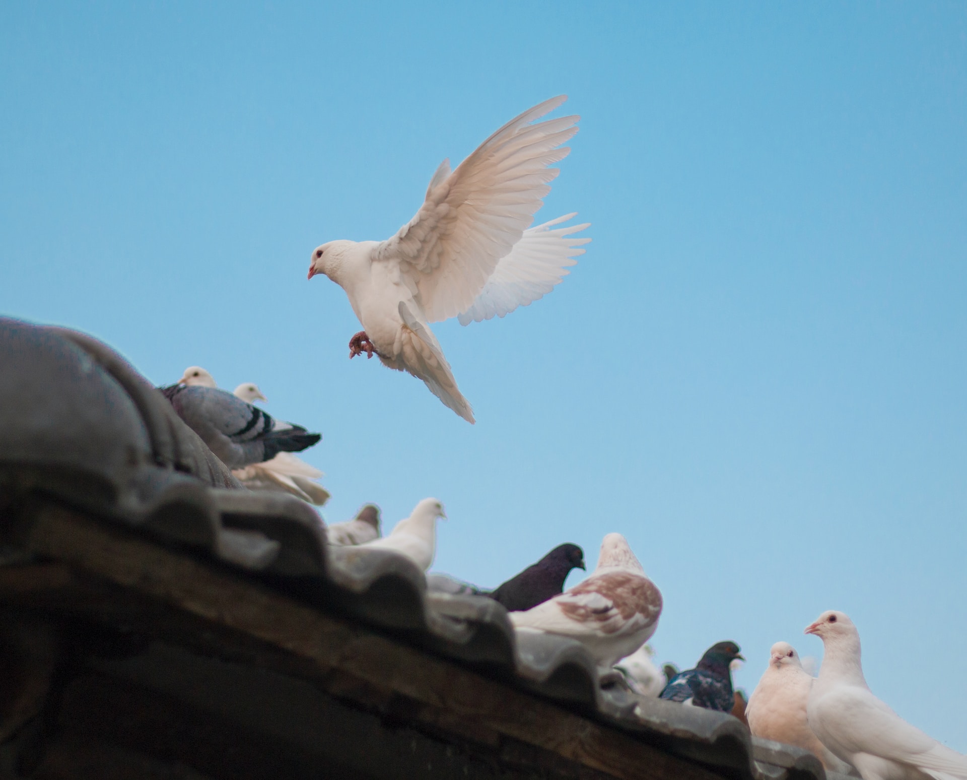 À quel moment et pourquoi recourir à une société de dépigeonnage ?